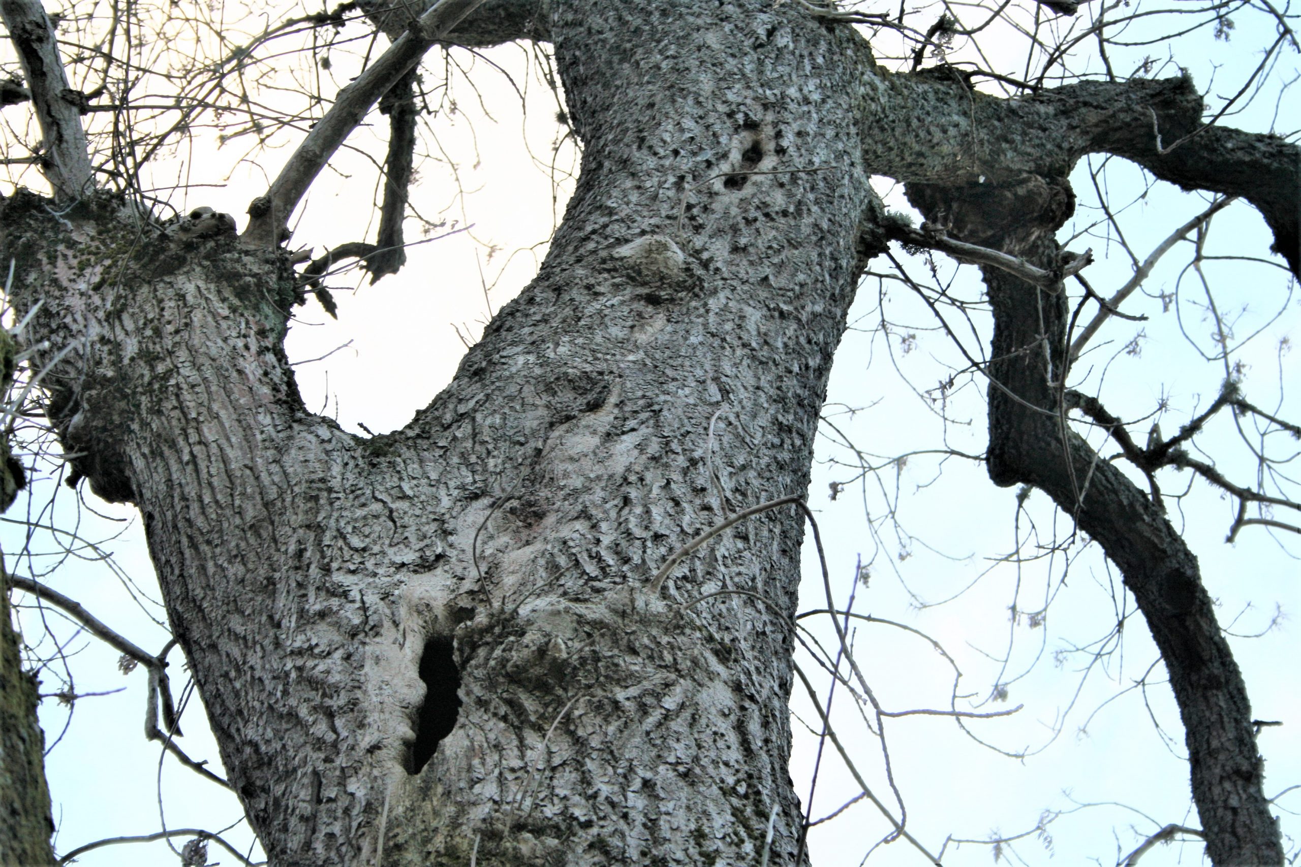bat tree